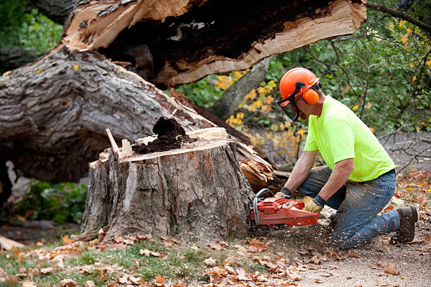 Best Tree and Shrub Care  in Lookout Mountain, GA